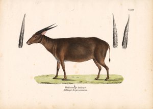 Flachhornantilope