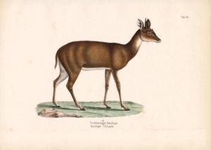 Vierhornantilope