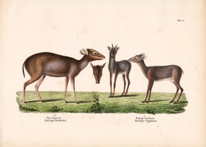 Maxwells Duiker und Königsantilope