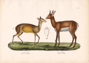 Natal-Antilope und Bergantilope