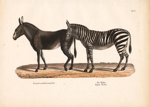 Steppenzebra und Zebra-Esel-Hybrid von Conrad Kull