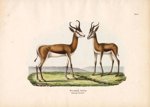 Weißrückenantilope als Paar