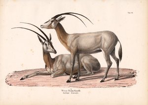 Weiße Oryx