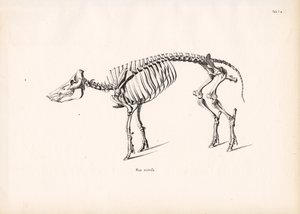 Wildschweinskelett von Conrad Kull