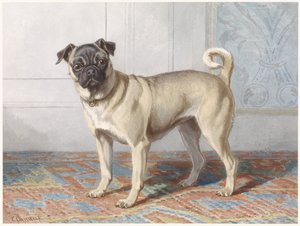 Porträt von Edwin vom Raths Mops von Conradijn Cunaeus
