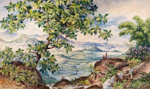 Studie des Brotfruchtbaums, Allegalla Peak von Constance Frederica Gordon Cumming