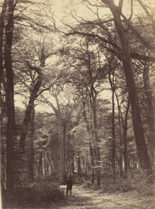Waldszene von Constant Alexandre Famin