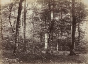Ohne Titel Der Wald von Fontainbleau, ca. 1874 von Constant Alexandre Famin