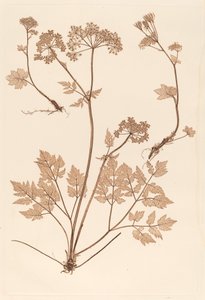 Chaerophyllum hirsistum von Constetin von Ettinghausen and Alois Pokorny