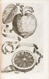 Adams Apfel, Tafel 313 aus "Hesperides sive de Malorum Aureorum Cultura et Usu Libri Quatuor" von Giovanni Battista Ferrari, 1646 von Cornelis Bloemaert