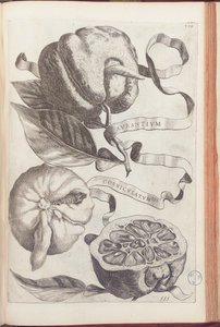Gehörnte Orange, Tafel 409 aus "Hesperides sive de Malorum Aureorum Cultura et Usu Libri Quatuor" von Giovanni Battista Ferrari, 1646 von Cornelis Bloemaert