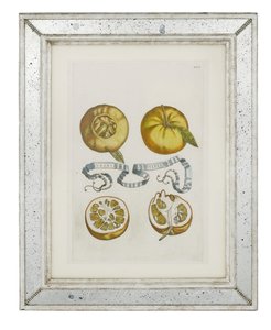 Orangen, Tafel 405 aus "Hesperides sive de Malorum Aureorum Cultura et Usu Libri Quatuor" von Giovanni Battista Ferrari, 1646