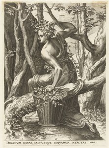 Dryas