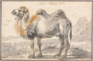 Ein Kamel