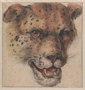 Der Kopf eines Leoparden von Cornelis Saftleven