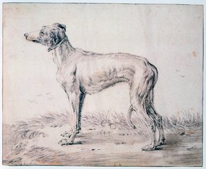 Windhund, 1644