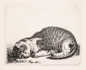 Schlafende Katze, ca. 1607-81 von Cornelis Saftleven