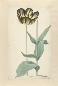 Die Tulpe Bizard Catafalque
