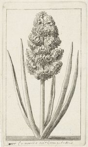 Hyazinthe von Cornelis van Noorde