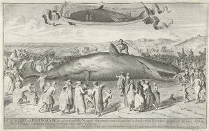 Pottwal gestrandet bei Egmond aan Zee, 1764