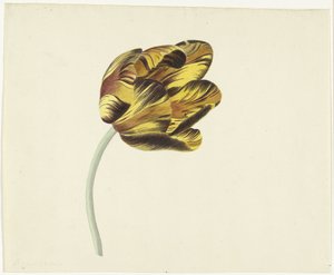 Tulpe namens Bizard Phoenix von Cornelis van Noorde