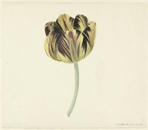 Tulpe namens Bizard Rosette von Cornelis van Noorde