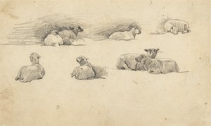 Studie von Schafen