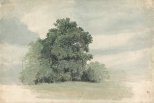 Studie von Bäumen am Feldrand
