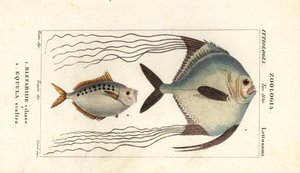 Afrikanischer Pompano, Alectis ciliaris, Blepharis ciliaris, Blefaride ciliare 1 und Ponyfisch, Poulain ruse, Leiognathus equulus 2