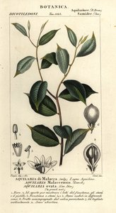 Adlerholz, Aquilaria malaccensis, kritisch gefährdet von Corsi Corsi