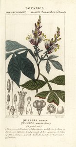 Amargo, Quassia amara