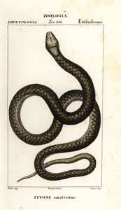 Amethystpython, Simalia amethistina