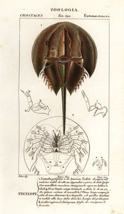 Atlantische Hufeisenkrabbe, Limulus polyphemus von Corsi Corsi