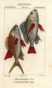 Gebänderter Grunzer, Pomadasys furcatus 1, und Soldatenfisch, Holocentrus ascensionis 2 von Corsi Corsi