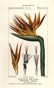 Paradiesvogelblume, Strelitzia reginae