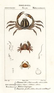 Borstenkrabbe, Pilumnus hirtellus 1, hellblaue Soldatenkrabbe, Mictyris longicarpus 2, Erbsenkrabbe, Pinnotheres pisum 3 von Corsi Corsi