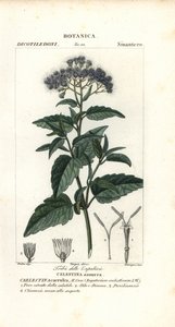 Schmetterlingsnebel, Ageratum corymbosum von Corsi Corsi