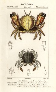 Rundkrabbe und Schwimmkrabbe von Corsi Corsi