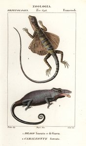 Flugdrache und Zweihornchamäleon
