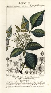 Gemeiner Hopfenbaum, Ptelea trifoliata, Ptelea di tre foglie