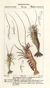 Gemeine Garnele, Crangon crangon 1, Rosa Garnele, Pandalus montagui 2, und Aegaeon cataphractus 3