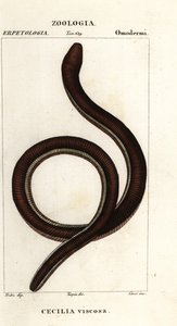 Gemeiner Gelbbindenwurm, Ichthyophis glutinosus