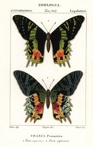 Ostafrikanischer Sonnenuntergangsfalter, Chrysiridia croesus von Corsi Corsi