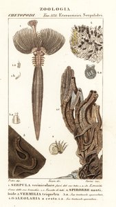 Fächerwurm, Serpula vermicularis 1, Vielborsterwurm, Spirorbis corrugatus 2, röhrenbauender Ringelwurm, Spirobranchus triqueter 3 und Galeolaria caespitosa 4