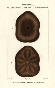 Flacher Seeigel, Clypeaster rosaceus von Corsi Corsi