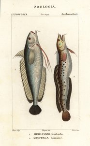 Gabeldorsch, Phycis phycis 1 und Fünfbärtiger Seeskorpion, Ciliata mustela