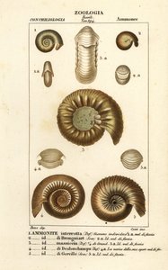 Fossilien ausgestorbener Ammonitenarten