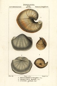 Fossilien ausgestorbener Lampenschalen