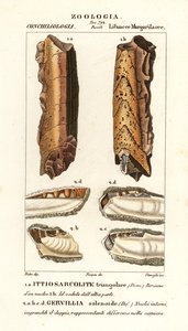 Fossilien ausgestorbener Mollusken von Corsi Corsi