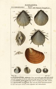 Fossilien ausgestorbener Kammmuscheln